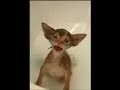sexy videos! sexy videos!