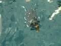 Bettina swims for the first time