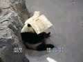 Tai Shan the box-head!