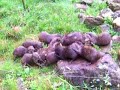 Dierentuin Planckendael 2008