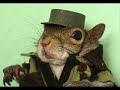 Some cute and funny Squirrels Some cute and funny Squirrels