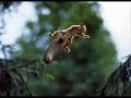 Some cute and funny Squirrels