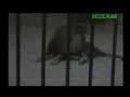 Lion saying Allah