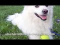 Animal Control Orange County | ...
