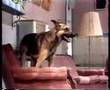 Going to the Dogs - Part 01