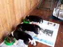 Beagle Per� - Cachorros de �mbar comiendo