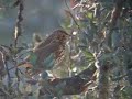 ZORZAL COMUN / SONG THRUSH