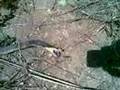 Snouted Cobra shamming death