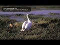 Al Jazeera English   Thank You For You.b.mov