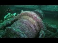 SS Rose Castle Wreck Dive Newfoundland