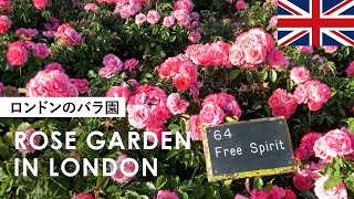 初夏のイギリス｜ロンドンのローズガーデン｜リージェンツ・パーク