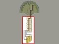 Collection: How the body works