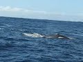 Whale Watching in St Lucia