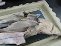 Professor Explains Dogfish Dissection