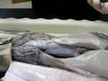 Professor Explains Dogfish Dissection