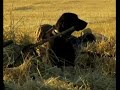 Duck and Goose Hunting Peace Country Alberta Duck and Goose Hunting Peace Country Alberta
