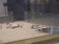 videos de Klubi II -08 Robosota 150 g Balsa-series Match #3