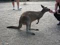 kangaroos use their tail to move