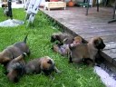 Hundewelpen Hundewelpen