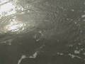 videos de Wild Dolphin off Coast of Georgia