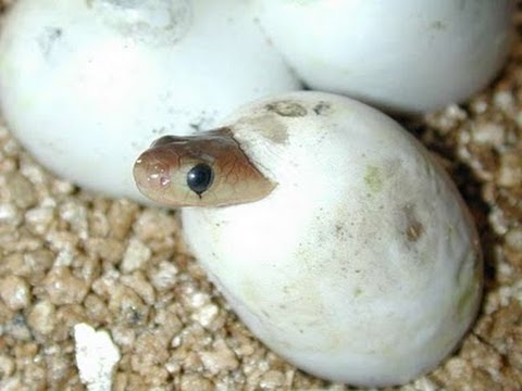 YouTube reptile video