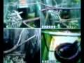 Straw headed bulbul Monitoring by CCTV ( www.cucakrowosafrudin.wordpress.com ) from Indonesia