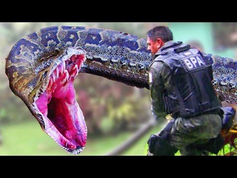EPIC ANACONDA FIGHTS SOLDIERS!