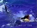 Leg biten off by a great white