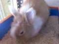 Pelusa comiendo serrin