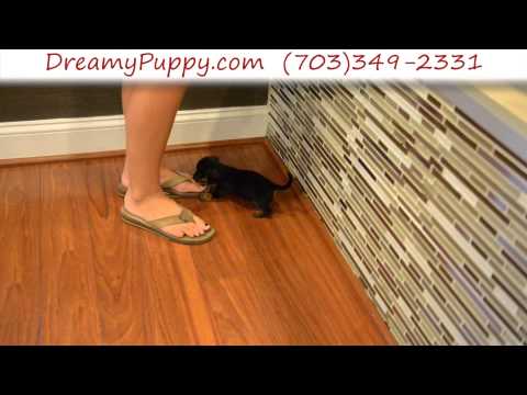 Super Cute Toy Dachshund Male Puppy 2