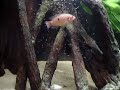 Rode acara / Hemichromis bimaculatus (Baby\