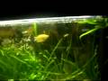 My tropical Fishtank update 2