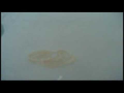 tapeworm in my bathtub