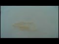 tapeworm in my bathtub