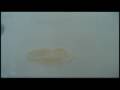 tapeworm in my bathtub