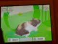 Hamsterz Life 2 Nintendo DS Hamsterz Life 2 Nintendo DS