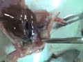 aula pratica zoologia - rana