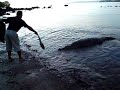 Tito crocodile in Coiba Island (Panama)
