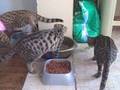 Adorable Savannah Kittens Playing