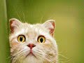 Shocking Cats! Shocking Cats!