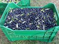 fiori alberi da frutto ortaggi produzione 2008 concessa di reggio calabria