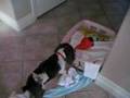 Stoli's boxing match with laundry basket