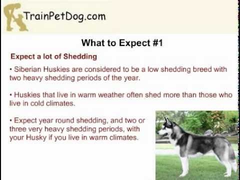 how to care siberian husky