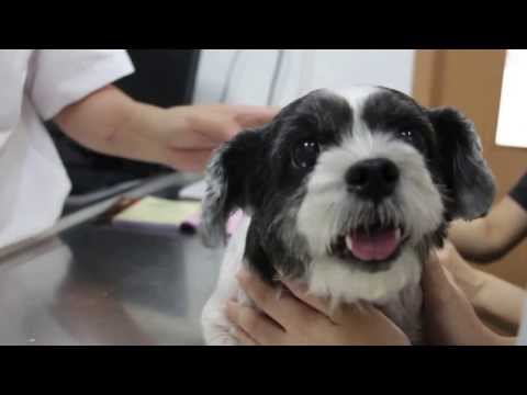 how to treat shih tzu ear infection