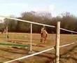 videos de encore