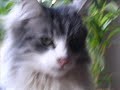 my cat pauline