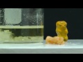 In an attempt to alter a gummi bear to make it more conductive to electricity, Joanne instead finds a fun way to demonstrate the scientific concepts of osmosis and crystallization! Accidents in science are sometimes a good surprise!