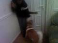 tiger my baby akita