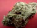 Marihuana Skunk #1 Marihuana Skunk #1