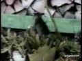 Funny Cats Clips